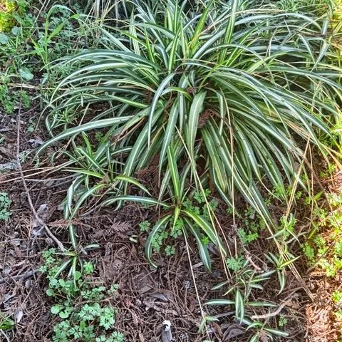 Spider plant in a garden