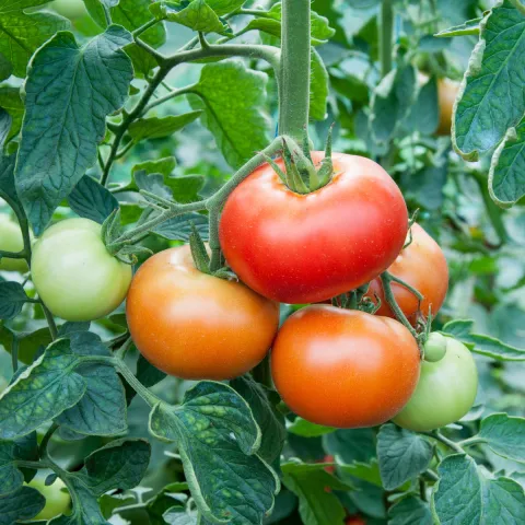 cluse up of a bunch of tomatoes on plant
