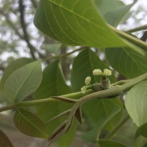 walnut flower