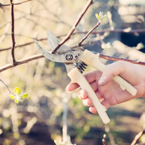 winter pruning a tree