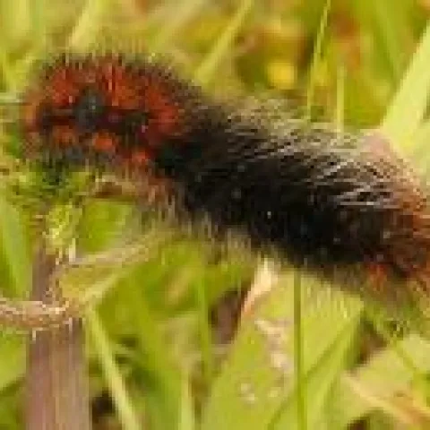 Wooly bear catepillar on grass