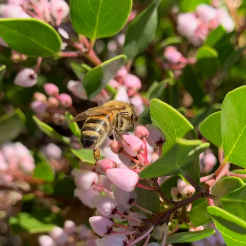 Bee visiting flowers on manzanita Laura Kling