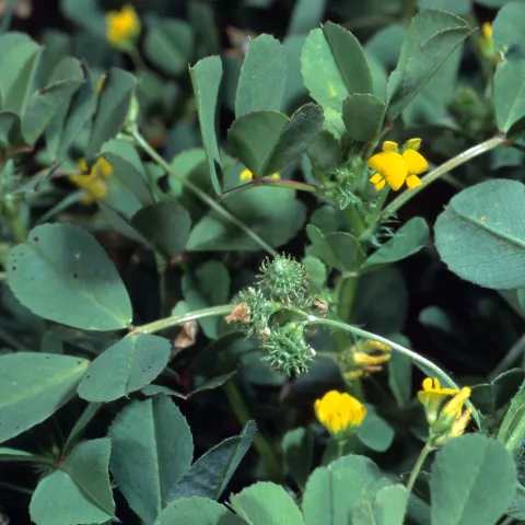 A close-up of a California burclover plant showing deep green compound leaves with 3 leaflets, small yellow flowers, and green, round, spiny seeds.