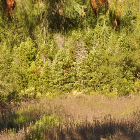 Conifer encroachment on a meadow.