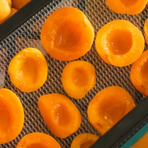 fresh apricots, apricots sliced and apricots pureed on a dehydrator tray
