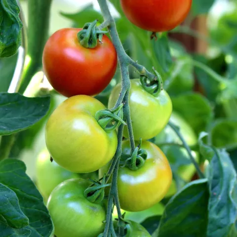 Photo of ripe red and unripe green tomatoes growing in a cluster on a tomato plant.