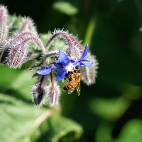 Borage with bee