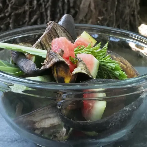 Food scraps for composting