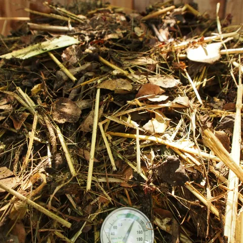 Compost pile