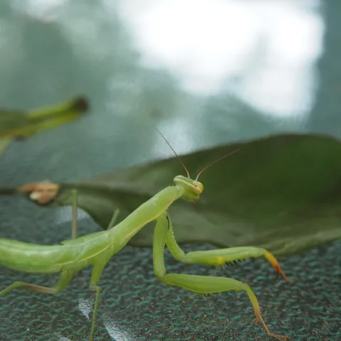Praying mantis on leaf