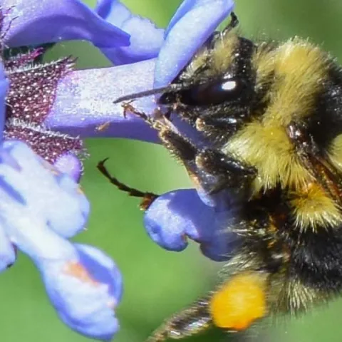 Yellow and Black bumble bee on a violet colored flower