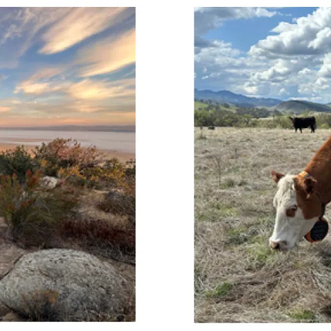 cow grazing in a field at sunset