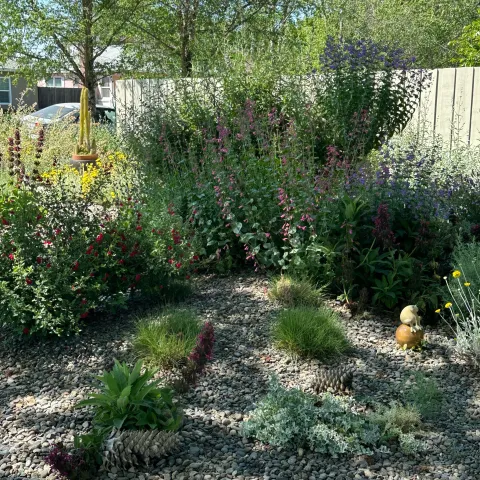 California Natives in the garden 