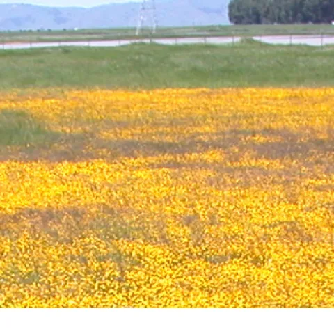 millions of yellow flowers in a superbloom at Jepson Prairie Preserve in Dixon, Ca.