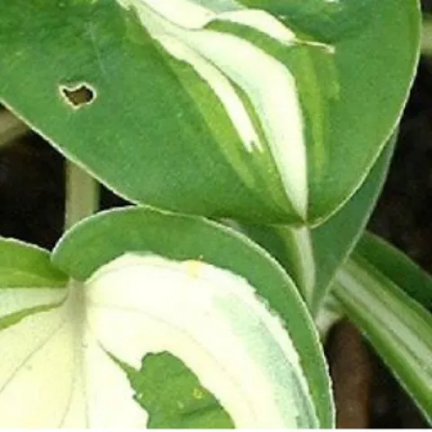 variegated white and green hosta called pandora's box
