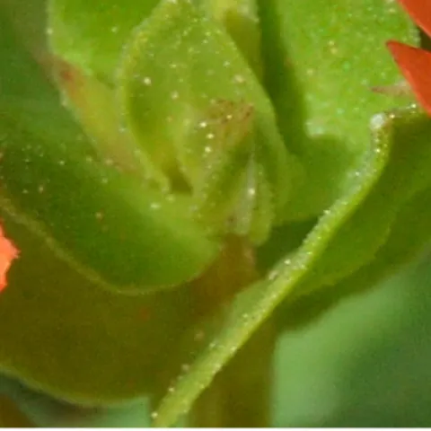 scarlet pimpernel weed
