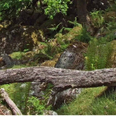 "Stunted oak trees in Black Tor Copse" by Philip_Goddard is licensed under CC BY-NC 2.0.