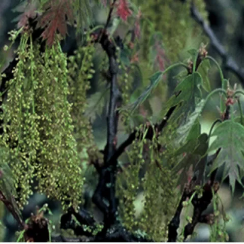 black oak leaves dangle down from branches