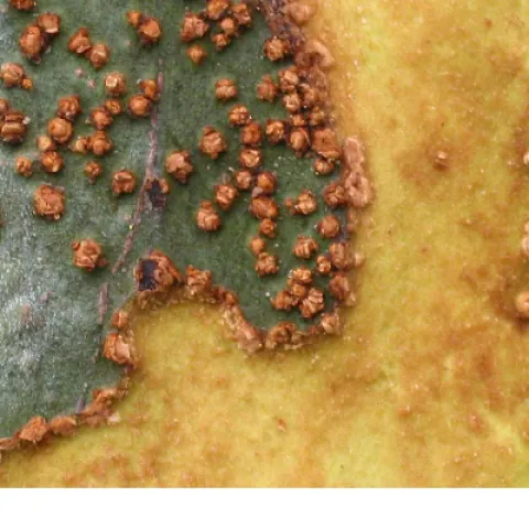 closeup of Chinese elm bark with colors like cream, grey and red