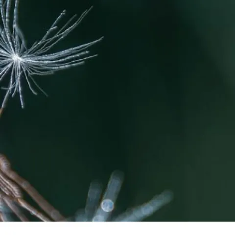 dandelion flower gone to seed and seeds taking off from it