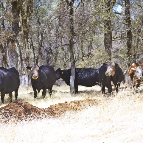 Five cows, black and brown, with tags in the ears, peek out between trees on rangeland