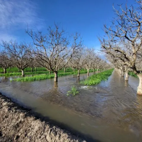 field irrigated with water