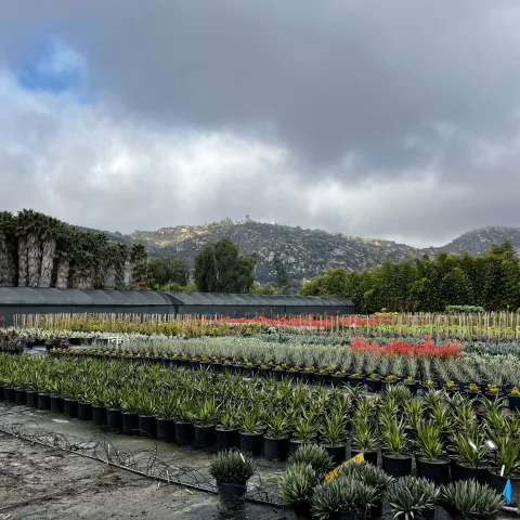 Rows of potted plants at a California nursery
