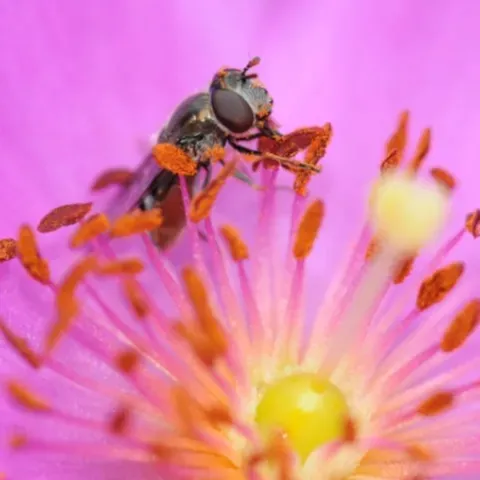 Hover fly nectaring on rock purslane, Calendrinia grandiflora