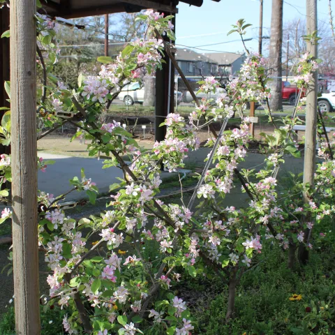 apple trees blooming 