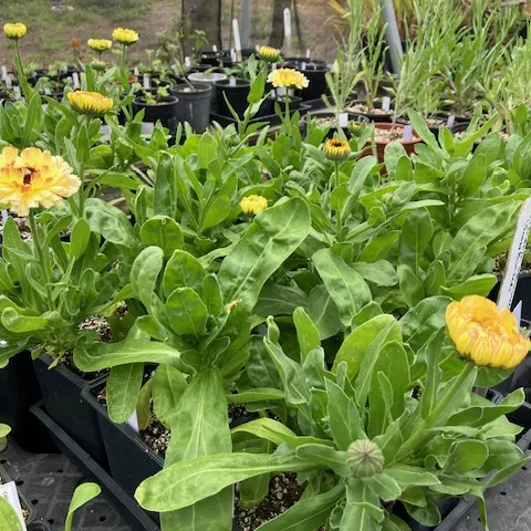 flowers being propagated for our Spring Plant Sale