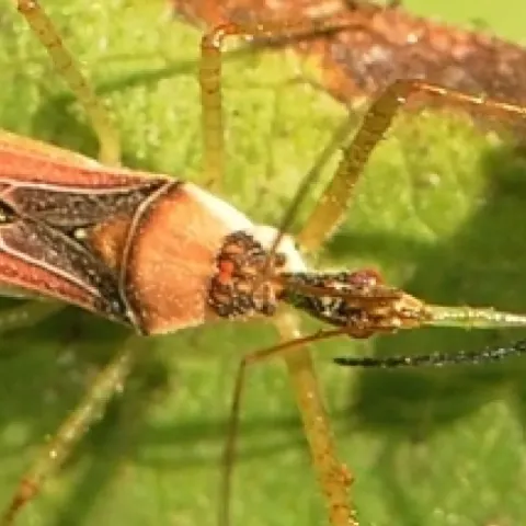 Picture of two insects on a leaf