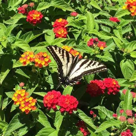 Lantana with Swallowtail, Joan Cloutier