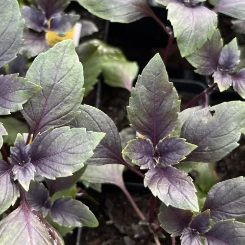 Large leaf basil, Joan Cloutier