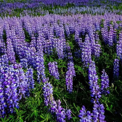 Field of blue Lupines-pexels-francesco-ungaro
