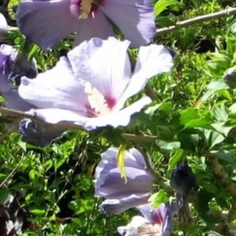 Lavender hibiscus flower