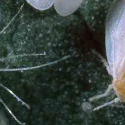 Whiteflies on green background