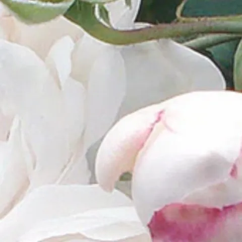 White heirloom roses