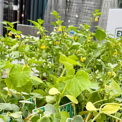 Vegetable and herb transplants at a retailer