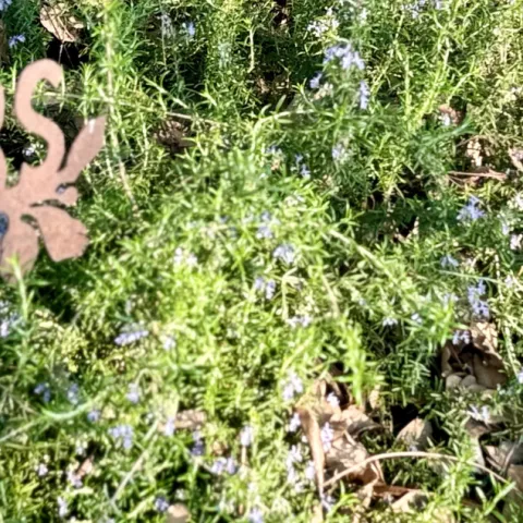 Herbs sign amid purple blooming rosemary