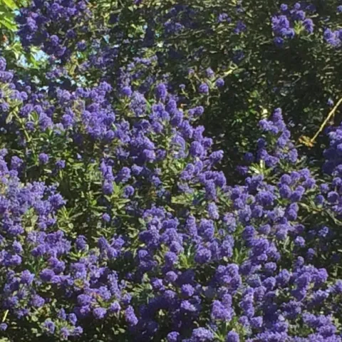 Ceanothus native 