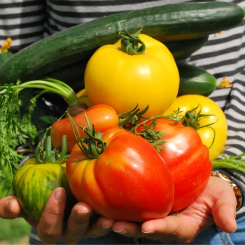 Photo of a person holding a selection of ripe vegetables from a garden.