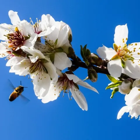 Photo of a bee hovering near blossoms on an almond tree.