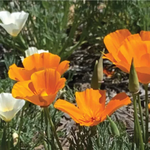 Orange California poppies