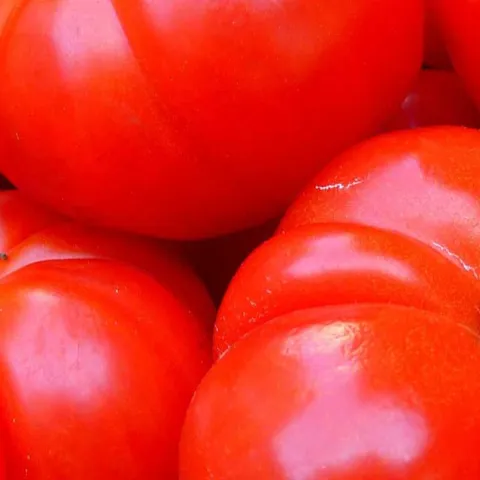 tomatoes