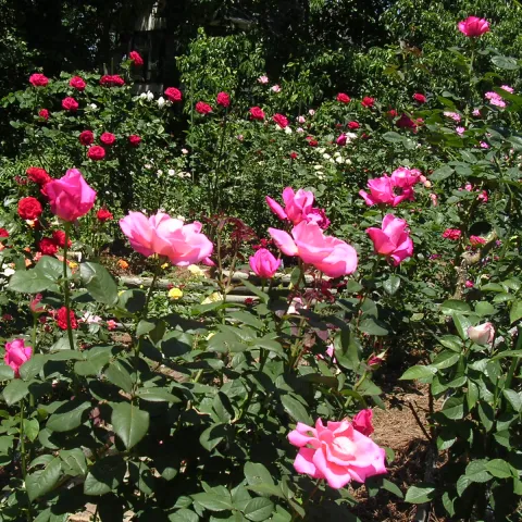 red and pink rose bushes blooming in a woodland garden setting