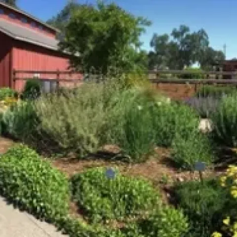 Drought tolerant yard