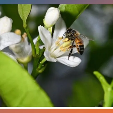 A bee foraging on citrus bloom