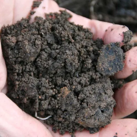 Dark soil held in someone's hand