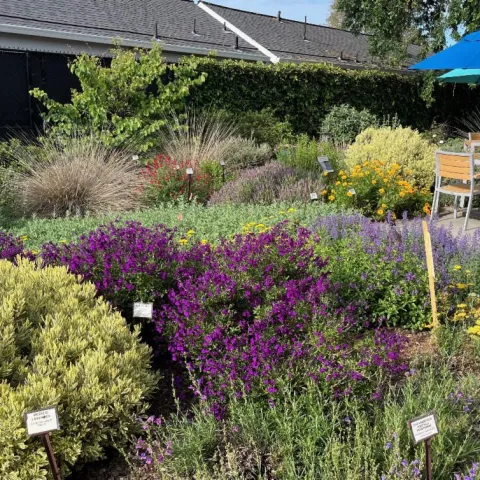 Winter's Library Teaching garden of blooming plants of purple and yellow.
