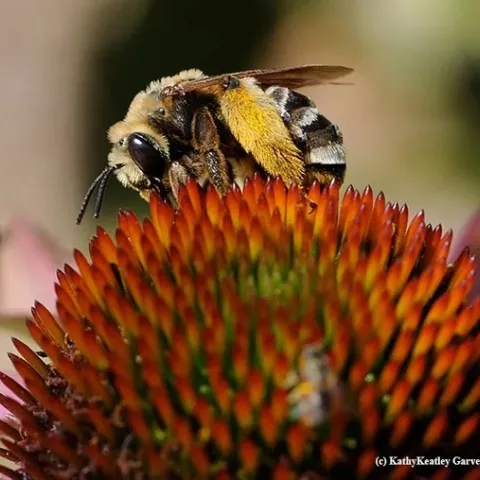 Female sweat bee, Svastra obliqua expurgate, on purple coneflower, Echinacea purpurea
